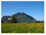 Meadow on Austvagoya * Lofoten * 3680 x 2760 * (3.08MB)